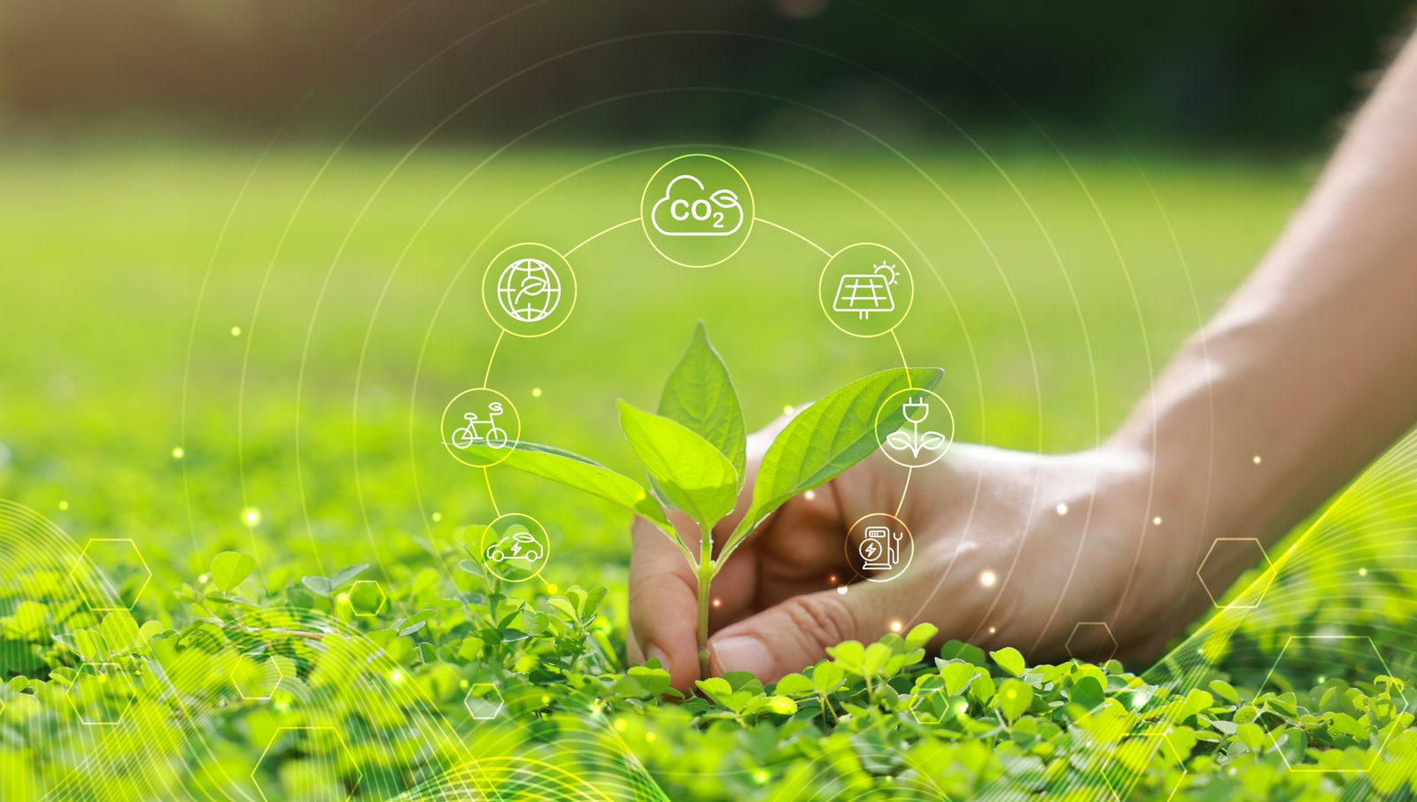 Hand nurturing a young sapling with smart farming icons, representing sustainable plantation and precision agriculture.